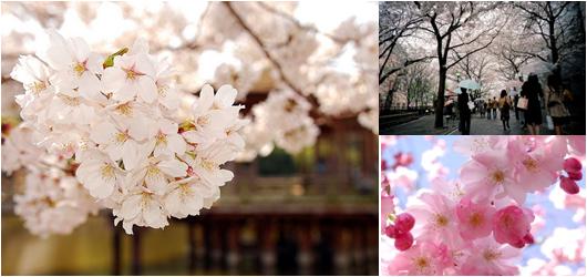 bunga cherry blossom Korea